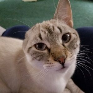 Meet your Posher, Amary